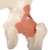 This high-quality functional hip joint model  with ligaments shows the anatomy and possible physiological movements of the human hip joint in exceptional detail. This mode clearly demonstrates abduction, anteversion, retroversion, internal and external rotation.
The color of the natural-cast bones is extremely realistic . The cartilage on the hip joint surfaces is marked blue. The functional hip joint consists of portion of the femur and the right half of a pelvis. Mounted on a base for easy display in the classroom or doctors office.