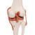 This high quality, life-size functional knee joint model clearly shows the anatomy and mechanics of the knee joint. This fully flexible knee joint model demonstrates abduction, anteversion, retroversion and internal/external rotation.
Model consists of portion of femur, tibia and portion of fibula; also includes meniscus, patella with quadriceps tendon and joint ligaments, including the ACL and PCL.
Delivered on removable stand for easy study or display.