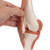 This high quality, life-size functional knee joint model clearly shows the anatomy and mechanics of the knee joint. This fully flexible knee joint model demonstrates abduction, anteversion, retroversion and internal/external rotation.
Model consists of portion of femur, tibia and portion of fibula; also includes meniscus, patella with quadriceps tendon and joint ligaments, including the ACL and PCL.
Delivered on removable stand for easy study or display.