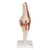 This high-quality deluxe functional knee joint model with ligaments shows the anatomy and possible physiological movements of the human knee joint in exceptional detail.  This model clearly demonstrates abductions, anteversion, retroversion, internal and external rotation. This knee joint model also clearly defines the ACL and PCL.  The color of the natural-cast bones of the knee joint is extremely realistic. The cartilage on the knee joint surfaces is marked blue. This model consists of portions of the femur, tibia and fibula, menisci and patella. The Functional Knee joint model is mounted on a base for easy display.