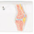 The mini knee joint has been reduced to a half of the natural size of a human knee but has kept all of the functionality of the larger knee joint models. In addition to the external anatomical structures of the knee, using the superb new knee joint cross-section mounted on the base, the medical or teaching professional now has the possibility to explain what is happening from "within" the knee joint .