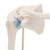 The mini shoulder joint model has been reduced to a half of the natural size but has kept all of the functionality of larger shoulder joint models. In addition to the external anatomical structures of the shoulder joint, using the superb new shoulder joint cross-section mounted on the base, the medical or teaching professional now has the possibility to explain what is happening from "within" the shoulder joint.