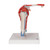 This shoulder joint model consists of the upper half of the humerus, as well as the clavicle and scapula. Besides showing the musculature of the rotator cuff, the shoulder joint model also shows the origin and insertion points of the shoulder muscles highlighted in color (origin = red, insertion points = blue). The following muscles of the shoulder can be depicted and even detached for a clearer understanding of the shoulder joint: