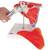 This shoulder joint model consists of the upper half of the humerus, as well as the clavicle and scapula. Besides showing the musculature of the rotator cuff, the shoulder joint model also shows the origin and insertion points of the shoulder muscles highlighted in color (origin = red, insertion points = blue). The following muscles of the shoulder can be depicted and even detached for a clearer understanding of the shoulder joint: