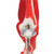 This Elbow Model with removable muscles by 3B Scientific® is a great tool for student and patient education. The model is part of a high quality series of muscle models, and has been manufactured to replicate the anatomy of the human elbow joint in detail. The colors used for the muscles, joint and bone are very realistic, and only extremely durable and nonhazardous material of highest quality standards has been used throughout the production process.