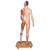 This life-size, high-quality muscular figure represents a wide variety of human anatomical structures in most accurate detail. The muscular figure is therefore especially suitable for the high demands of medical school. The right half of the muscle model shows the skin, the left half the superficial and more profound muscles with nerves, vessels and bony structures. The versatility of this muscle figure, which is also aesthetically designed, is rounded off by the accurate representation of the internal organs. The components of the muscle figure are: