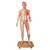This totally new life-size (68") male/female model facilitates an understanding of human anatomy like no other human anatomy model in the world! The human that can be dissected, features a human torso that has the skin removed from one half showing the underlying musculature of the chest, back, abdomen, head and neck. The front wall of the torso detaches to reveal the inner structures and organs in tremendous detail. In all, 41 component parts can be dissected from the human anatomy model. The human anatomy model comes with wooden roller base.