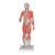 The mini muscle figure has (57 cm) strength is in its value. All the superficial musculature of the human form is accurately reproduced and detailed in life like colors in this desktop size of the muscular figure. The chest plate is removable from the muscular figure to reveal the internal organs and the right side contains a female mammary gland. Over 125 hand-numbered and identified structures of the human anatomy on this muscular figure. Mini muscular figure delivered on base.