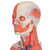 The mini muscle figure has (57 cm) strength is in its value. All the superficial musculature of the human form is accurately reproduced and detailed in life like colors in this desktop size of the muscular figure. The chest plate is removable from the muscular figure to reveal the internal organs and the right side contains a female mammary gland. Over 125 hand-numbered and identified structures of the human anatomy on this muscular figure. Mini muscular figure delivered on base.