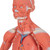 The mini muscle figure has (57 cm) strength is in its value. All the superficial musculature of the human form is accurately reproduced and detailed in life like colors in this desktop size of the muscular figure. The chest plate is removable from the muscular figure to reveal the internal organs and the right side contains a female mammary gland. Over 125 hand-numbered and identified structures of the human anatomy on this muscular figure. Mini muscular figure delivered on base.