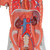 The mini muscle figure has (57 cm) strength is in its value. All the superficial musculature of the human form is accurately reproduced and detailed in life like colors in this desktop size of the muscular figure. The chest plate is removable from the muscular figure to reveal the internal organs and the right side contains a female mammary gland. Over 125 hand-numbered and identified structures of the human anatomy on this muscular figure. Mini muscular figure delivered on base.