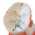 Representation of the superficial musculature and deep muscles, nerves and vessels. The head and neck musculature model can be dissected into skull cap and 3-part brain. This high quality model delivered on removable baseboard for easy use in a classroom or doctor's office. All important anatomical structures of the human head are detailed.