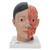 The left half of this life-size model in midsagittal section shows the muscles, with nerves, vessels and bony structures and contains a removable brain half. The head is mounted on a detachable neck part which is sectioned both horizontally and diagonally. Supplied on baseboard.
