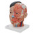 The left half of this life-size model in midsagittal section shows the muscles, with nerves, vessels and bony structures and contains a removable brain half. The head is mounted on a detachable neck part which is sectioned both horizontally and diagonally. Supplied on baseboard.