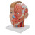 The left half of this life-size model in midsagittal section shows the muscles, with nerves, vessels and bony structures and contains a removable brain half. The head is mounted on a detachable neck part which is sectioned both horizontally and diagonally. Supplied on baseboard.