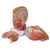 The left half of this life-size model in midsagittal section shows the muscles, with nerves, vessels and bony structures and contains a removable brain half. The head is mounted on a detachable neck part which is sectioned both horizontally and diagonally. Supplied on baseboard.