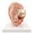 Our most detailed head model! This life-size 6-part head is mounted on a base and features a removable 4-part brain half with arteries. The eyeball with optic nerve is also removable and one side of the high quality model exposes the nose, mouth cavity, pharynx, occiput and skull base. This head model is delivered on a  removable base for easy display in a classroom or doctor's office.