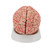 The classic brain is a a great tool for education on the human nervous system and anatomy of the brain. The human brain with arteries is delivered on a removable base for easy display in the classroom.