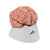 The classic brain is a a great tool for education on the human nervous system and anatomy of the brain. The human brain with arteries is delivered on a removable base for easy display in the classroom.