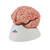 The classic brain is a a great tool for education on the human nervous system and anatomy of the brain. The human brain with arteries is delivered on a removable base for easy display in the classroom.
