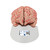The classic brain is a a great tool for education on the human nervous system and anatomy of the brain. The human brain with arteries is delivered on a removable base for easy display in the classroom.