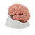 The classic brain is a a great tool for education on the human nervous system and anatomy of the brain. The human brain with arteries is delivered on a removable base for easy display in the classroom.