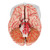 The classic brain is a a great tool for education on the human nervous system and anatomy of the brain. The human brain with arteries is delivered on a removable base for easy display in the classroom.