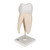 The upper triple-root molar tooth is 3 part with longitudinal sections. The tooth has cavity inserts. The upper triple-root molar tooth is an accurate representation of adult dentition.