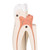 The upper triple-root molar tooth is 3 part with longitudinal sections. The tooth has cavity inserts. The upper triple-root molar tooth is an accurate representation of adult dentition.