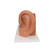 This high quality model of the human ear represents outer, middle and inner ear. The detailed human ear model has removable eardrum with hammer, anvil and stirrup as well as 2-part labyrinth with cochlea and auditory/balance nerve. Ear on base for easy display in a classroom or doctor's office. This ear model is a great way to teach and study the anatomy of the human ear!