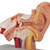 Human ear model for those on a budget. Ear model represents the outer, middle, and inner ear. There is no compromise in quality for this ear model! Ear on base.