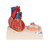 Invest in quality with this uniquely sectioned 5-part heart model by 3B Scientific. Cast from a real human heart and didactically prepared to facilitate a better understanding of the anatomy and blood flow of the heart. It shows the cardiac valves during diastole and on the base the valves are shown in systole. A dissection through the median plane makes an easy demonstration possible.
Its attention to detail and high quality craftsmanship makes it definitely the top of the line heart model. The following feature set makes it stand out from the crowd and a must have for any health professional.