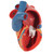 Invest in quality with this uniquely sectioned 5-part heart model by 3B Scientific. Cast from a real human heart and didactically prepared to facilitate a better understanding of the anatomy and blood flow of the heart. It shows the cardiac valves during diastole and on the base the valves are shown in systole. A dissection through the median plane makes an easy demonstration possible.
Its attention to detail and high quality craftsmanship makes it definitely the top of the line heart model. The following feature set makes it stand out from the crowd and a must have for any health professional.