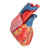 Invest in quality with this uniquely sectioned 5-part heart model by 3B Scientific. Cast from a real human heart and didactically prepared to facilitate a better understanding of the anatomy and blood flow of the heart. It shows the cardiac valves during diastole and on the base the valves are shown in systole. A dissection through the median plane makes an easy demonstration possible.
Its attention to detail and high quality craftsmanship makes it definitely the top of the line heart model. The following feature set makes it stand out from the crowd and a must have for any health professional.
