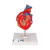 Highly detailed 2-part heart at a price you will love. The front heart wall is detachable to reveal the chambers and valves inside. Heart just slightly smaller than life-size with exquisite anatomical detail throughout. Heart includes venal bypasses to the right coronary artery, to the ramus interventricularis anterior, and also to the ramus circumflexus of the left coronary artery, which are shown in color. This heart model is a great aid explaining the treatment of coronary heart disease. Heart on removable stand.