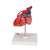 Highly detailed 2-part heart at a price you will love. The front heart wall is detachable to reveal the chambers and valves inside. Heart just slightly smaller than life-size with exquisite anatomical detail throughout. Heart includes venal bypasses to the right coronary artery, to the ramus interventricularis anterior, and also to the ramus circumflexus of the left coronary artery, which are shown in color. This heart model is a great aid explaining the treatment of coronary heart disease. Heart on removable stand.