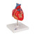 Highly detailed 2-part heart at a price you will love. The front heart wall is detachable to reveal the chambers and valves inside. Heart just slightly smaller than life-size with exquisite anatomical detail throughout. Heart includes venal bypasses to the right coronary artery, to the ramus interventricularis anterior, and also to the ramus circumflexus of the left coronary artery, which are shown in color. This heart model is a great aid explaining the treatment of coronary heart disease. Heart on removable stand.