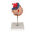 This 2-times life-size heart is a great help for teaching heart anatomy, even in large lecture halls or classrooms. The front heart wall can be removed to view the inner chambers of the human heart.
In addition to the anatomy of the heart, this heart model shows a venal bypass to the ramus postero-lateralis of the right coronary artery, to the ramus interventricularis ant. of the left coronary artery with branching to the ramus diagonalis as well as a bypass to the ramus circumflexus of the left coronary artery. Heart on removable stand.