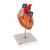 This 2-times life-size heart is a great help for teaching heart anatomy, even in large lecture halls or classrooms. The front heart wall can be removed to view the inner chambers of the human heart.
In addition to the anatomy of the heart, this heart model shows a venal bypass to the ramus postero-lateralis of the right coronary artery, to the ramus interventricularis ant. of the left coronary artery with branching to the ramus diagonalis as well as a bypass to the ramus circumflexus of the left coronary artery. Heart on removable stand.