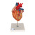 This 2-times life-size heart is a great help for teaching heart anatomy, even in large lecture halls or classrooms. The front heart wall can be removed to view the inner chambers of the human heart.
In addition to the anatomy of the heart, this heart model shows a venal bypass to the ramus postero-lateralis of the right coronary artery, to the ramus interventricularis ant. of the left coronary artery with branching to the ramus diagonalis as well as a bypass to the ramus circumflexus of the left coronary artery. Heart on removable stand.
