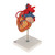 This 2-times life-size heart is a great help for teaching heart anatomy, even in large lecture halls or classrooms. The front heart wall can be removed to view the inner chambers of the human heart.
In addition to the anatomy of the heart, this heart model shows a venal bypass to the ramus postero-lateralis of the right coronary artery, to the ramus interventricularis ant. of the left coronary artery with branching to the ramus diagonalis as well as a bypass to the ramus circumflexus of the left coronary artery. Heart on removable stand.