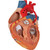 This 2-times life-size heart is a great help for teaching heart anatomy, even in large lecture halls or classrooms. The front heart wall can be removed to view the inner chambers of the human heart.
In addition to the anatomy of the heart, this heart model shows a venal bypass to the ramus postero-lateralis of the right coronary artery, to the ramus interventricularis ant. of the left coronary artery with branching to the ramus diagonalis as well as a bypass to the ramus circumflexus of the left coronary artery. Heart on removable stand.