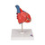 Highly detailed 2-part human heart model at a price you will love. The front heart wall is detachable to reveal the chambers and valves inside the human heart. The classic heart model just slightly smaller than life-size with exquisite anatomical detail throughout. Great model of the anatomy of the human heart. Stand included with this high quality heart.