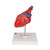 Highly detailed 2-part human heart model at a price you will love. The front heart wall is detachable to reveal the chambers and valves inside the human heart. The classic heart model just slightly smaller than life-size with exquisite anatomical detail throughout. Great model of the anatomy of the human heart. Stand included with this high quality heart.