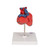 Highly detailed 2-part human heart model at a price you will love. The front heart wall is detachable to reveal the chambers and valves inside the human heart. The classic heart model just slightly smaller than life-size with exquisite anatomical detail throughout. Great model of the anatomy of the human heart. Stand included with this high quality heart.