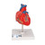 Highly detailed 2-part human heart model at a price you will love. The front heart wall is detachable to reveal the chambers and valves inside the human heart. The classic heart model just slightly smaller than life-size with exquisite anatomical detail throughout. Great model of the anatomy of the human heart. Stand included with this high quality heart.