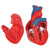 Highly detailed 2-part human heart model at a price you will love. The front heart wall is detachable to reveal the chambers and valves inside the human heart. The classic heart model just slightly smaller than life-size with exquisite anatomical detail throughout. Great model of the anatomy of the human heart. Stand included with this high quality heart.