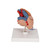 Highly detailed 3-part heart at a price you will love. The front heart wall is detachable to reveal the chambers and valves inside. Heart just slightly smaller than life-size with exquisite anatomical detail throughout, including thymus. Great model of the anatomy of the human heart. Stand included with heart.