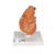 Highly detailed 3-part heart at a price you will love. The front heart wall is detachable to reveal the chambers and valves inside. Heart just slightly smaller than life-size with exquisite anatomical detail throughout, including thymus. Great model of the anatomy of the human heart. Stand included with heart.