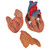 Highly detailed 3-part heart at a price you will love. The front heart wall is detachable to reveal the chambers and valves inside. Heart just slightly smaller than life-size with exquisite anatomical detail throughout, including thymus. Great model of the anatomy of the human heart. Stand included with heart.